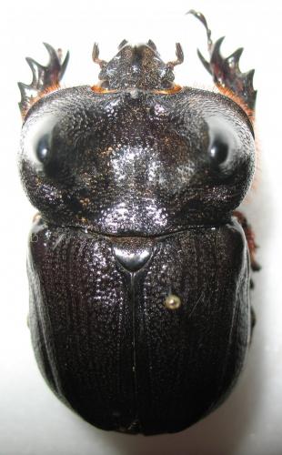 Archophanes cratericollis
